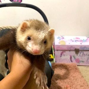 He is a sweetie and he is going for cheap price